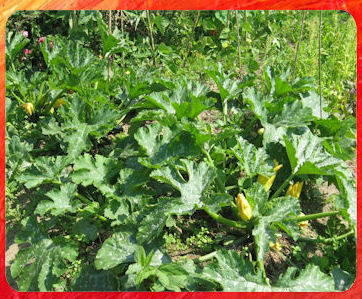 courgetteplant